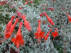 zauschneria