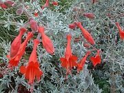 Photo ZAUSCHNERIA CALIFORNICA
